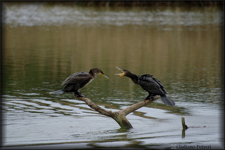 cormorano vs cormorano.
